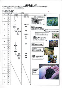 えごま栽培暦