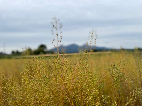 カメリナ畑 完熟期