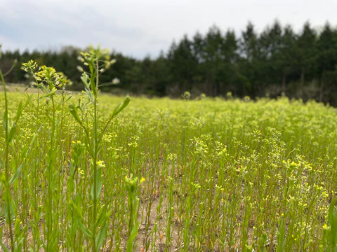 カメリナ 菜の花畑