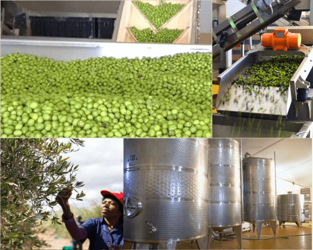 リオラルゴ工場