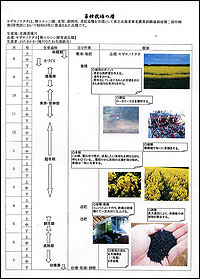菜種栽培の暦