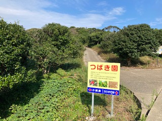 佐賀県唐津市加唐島のつばき園